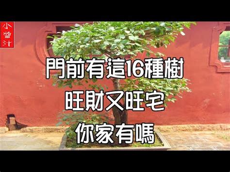 龍眼樹風水|【龍眼樹風水】龍眼樹風水，開運招財家興富三世！